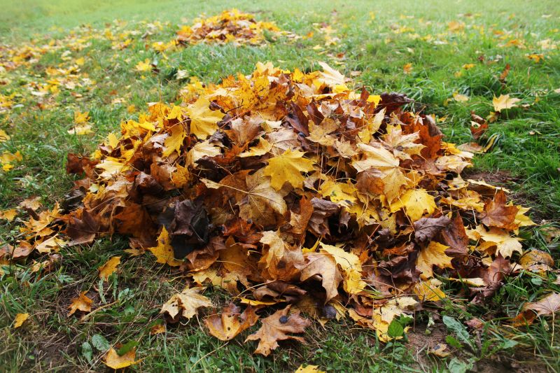 Lawn with Fallen Leaves