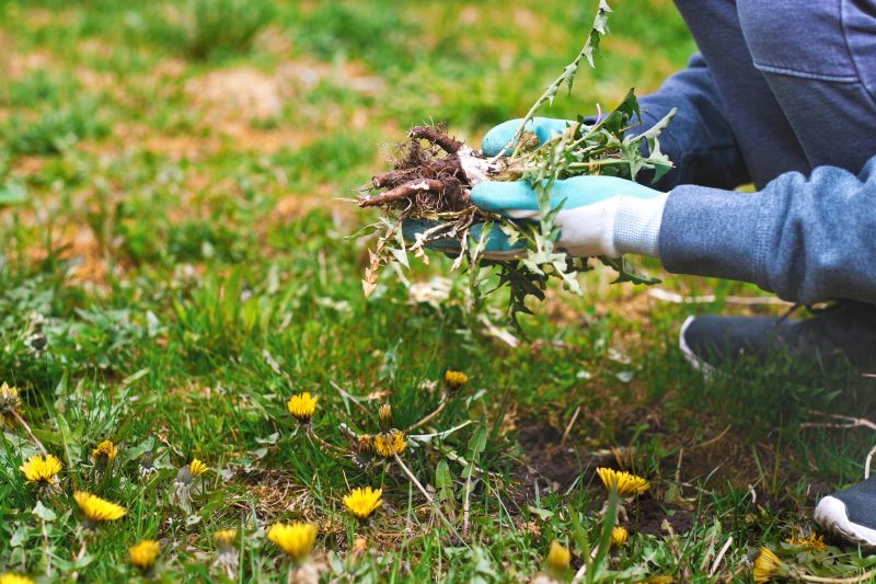 Plant Removal Service Cost — Cost of Plant Removal Service