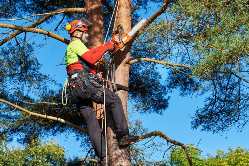 Tree Climbing and Cutting Equipment