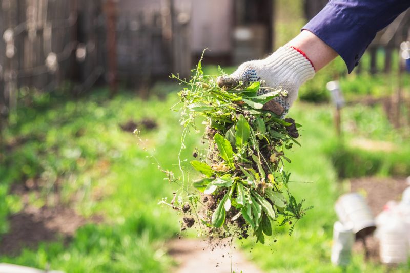 Products For Plant Removal Service in use