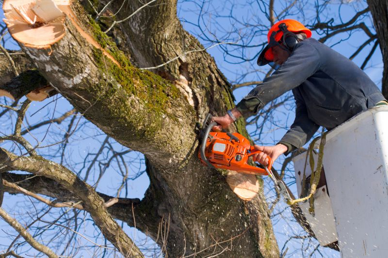 Tree Care Specialists
