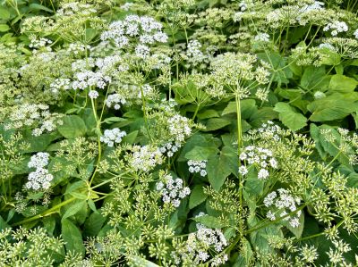 Remove Invasive Species!