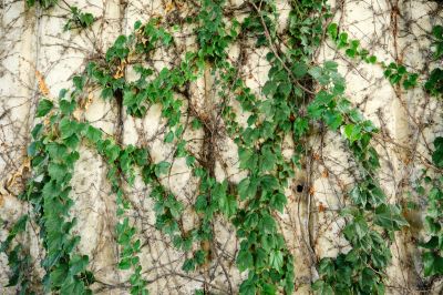 Remove Ivy from Your Property!